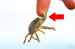 Picture for U6 vocabulary question 6